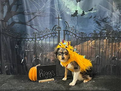 Australian Shepherd named Riggs wearing a fuzzy orange monster costume with horns, sitting in front of a spooky Halloween backdrop with bats and pumpkins at The Pampered Pooch.