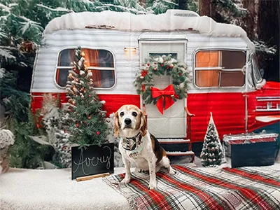 Beagle named Avery sitting on a plaid blanket in front of a holiday camper backdrop with wreath, Christmas trees, and festive decorations at The Pampered Pooch.