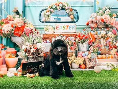 Black and white doodle named Obi sitting on green grass in front of a colorful Easter display with flowers, eggs, and festive decorations at The Pampered Pooch.