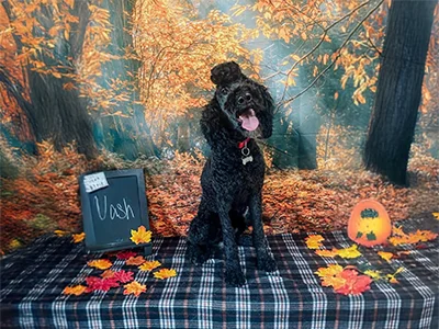 Black poodle named Nash sitting on a plaid table with autumn leaves and a fall forest backdrop at The Pampered Pooch.