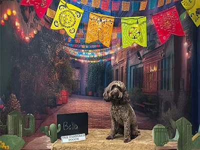 Brown doodle named Bella wearing flower bows, sitting on a tan blanket in front of a colorful fiesta-themed backdrop with papel picado banners at The Pampered Pooch.