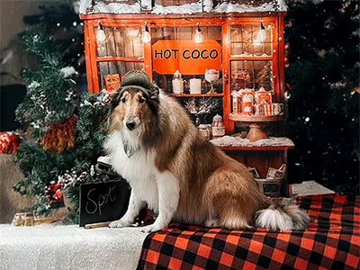 Collie named Spot wearing a knit hat, sitting in front of a festive hot cocoa stand backdrop with holiday decorations at The Pampered Pooch.