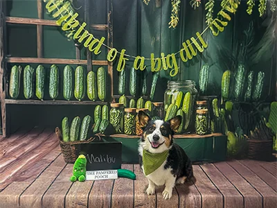 Black, white, and tan corgi named Malibu wearing a green bandana, sitting in front of a pickle-themed backdrop with the phrase kind of a big dill at The Pampered Pooch.