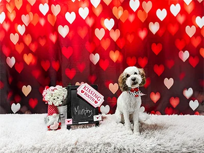 White and brown curly-haired dog named Murphy wearing a red and black bow tie bandana, sitting on a fluffy rug in front of a Valentine’s Day kissing booth backdrop at The Pampered Pooch.