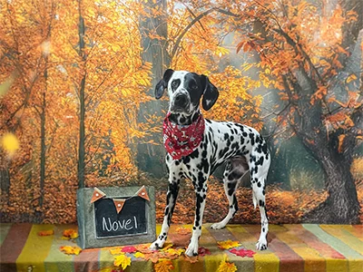 Black and white Dalmatian named Novel wearing a red bandana, standing on a plaid blanket with autumn leaves in front of a fall forest backdrop at The Pampered Pooch.