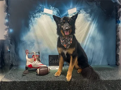 Black and tan dog named Buddy wearing a football-themed bandana, sitting beside cleats and a football in front of a stadium lights backdrop at The Pampered Pooch.