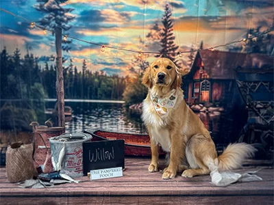 Golden retriever named Willow wearing a patterned bandana, sitting on a dock set with a lakeside cabin and sunset backdrop at The Pampered Pooch.