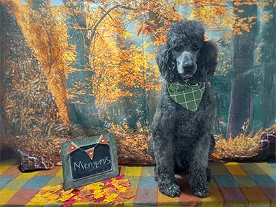 Gray poodle named Memphis wearing a green checkered bandana, sitting on a plaid blanket with autumn leaves in front of a fall forest backdrop at The Pampered Pooch.