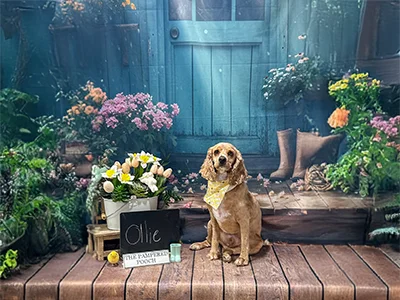 Light brown dog named Ollie wearing a yellow bandana, sitting on a wooden floor in front of a blue door with flowers and spring decorations at The Pampered Pooch.