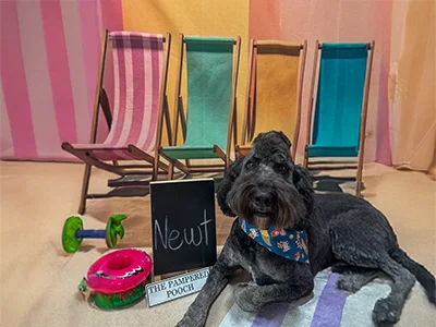 Black doodle named Newt wearing a colorful bandana, lying on a towel with inflatable pool toys in front of a beach backdrop with striped lounge chairs at The Pampered Pooch.
