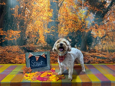Light brown doodle named Scout wearing a plaid bandana, standing on a blanket with autumn leaves in front of a fall forest backdrop at The Pampered Pooch.