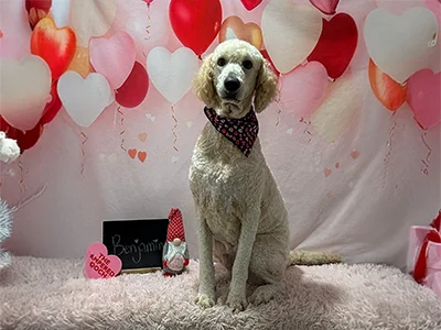 Cream-colored poodle named Benjamin wearing a black and pink heart bandana, sitting on a fluffy rug in front of a pink and red Valentine’s Day heart backdrop at The Pampered Pooch.