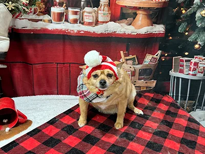 Small tan dog wearing a red and white winter hat and plaid scarf sitting on a red plaid blanket in front of a festive hot cocoa stand backdrop at The Pampered Pooch.