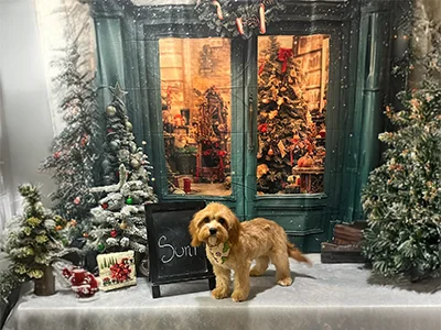 Light brown dog named Suni wearing a festive bandana, standing beside a decorated Christmas tree and presents in front of a holiday backdrop at The Pampered Pooch.