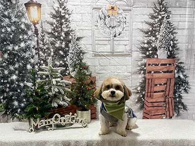 Small tan and white dog wearing a green scarf, sitting in front of decorated Christmas trees and a snowy holiday backdrop with a Merry Christmas sign at The Pampered Pooch.
