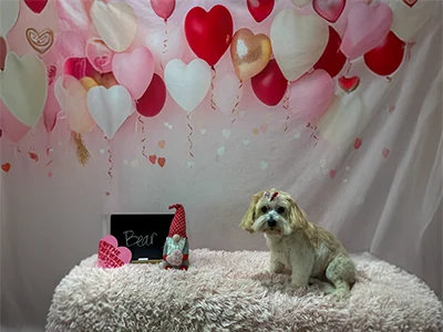 Cream and white dog named Bear with a red bow, sitting on a fluffy rug in front of a pink Valentine’s Day backdrop with heart balloons at The Pampered Pooch.