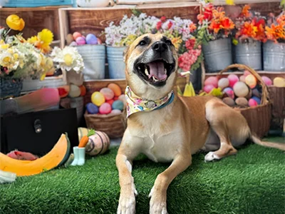 Happy tan dog wearing a pastel floral bandana, lying on green grass in front of a colorful Easter display with flowers and eggs at The Pampered Pooch.