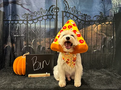 White dog named Bin wearing a pizza slice hat and festive bandana, sitting in front of a haunted house Halloween backdrop with bats and pumpkins at The Pampered Pooch.